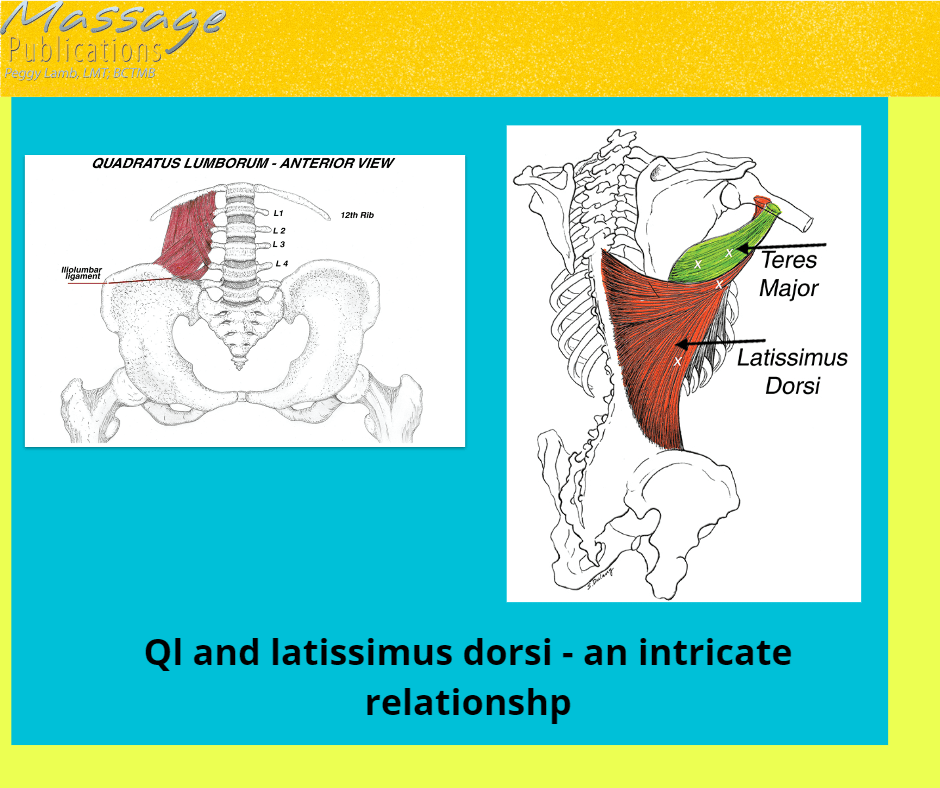 Quadratus lumborum and Latissimus dorsi